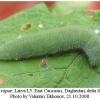 pieris rapae larva5b